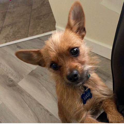 Chihuahua – Lulu needs a home