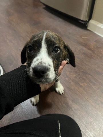 Beagle – Needs a new home