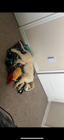 Great Pyrenees – great Pyrenees puppy
