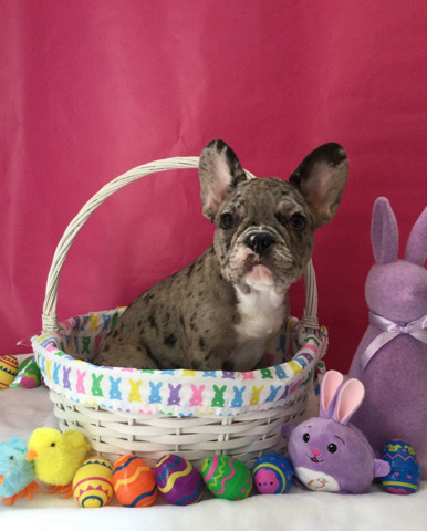 French Bulldog – Adorable Frenchie pups