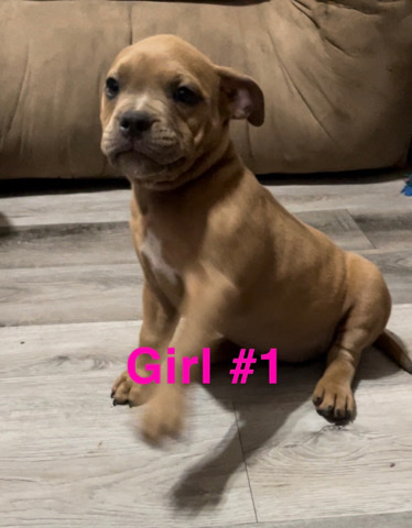 American Bully-Pocket