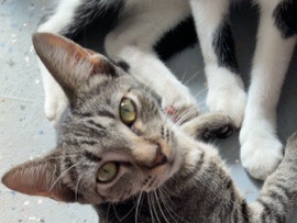Russian White, Black and Tabby – Sweet Tabby Girl – Henryetta