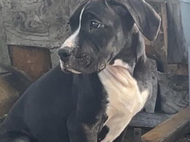 Boxer – Knuckles Boxer/Pitbull puppy – Columbus