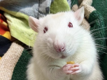 White Rats – Yamunanagar