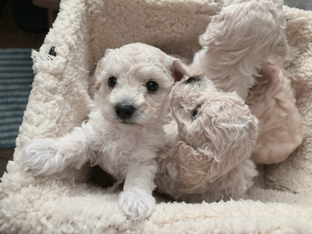 American Pit Bull Terrier – mini puddle for sale, cute mini puddle puppy for sale!