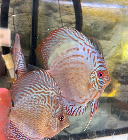 Discus Fish