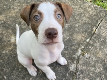 American Staffordshire Terrier - shar pei cross American staffy available for adoption in Brisbane