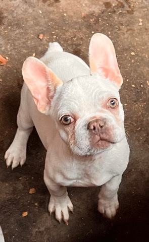 French Bulldog – AKC Frenchies puppies French bulldog puppies
