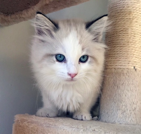 Ragdoll – Ragdoll Kittens