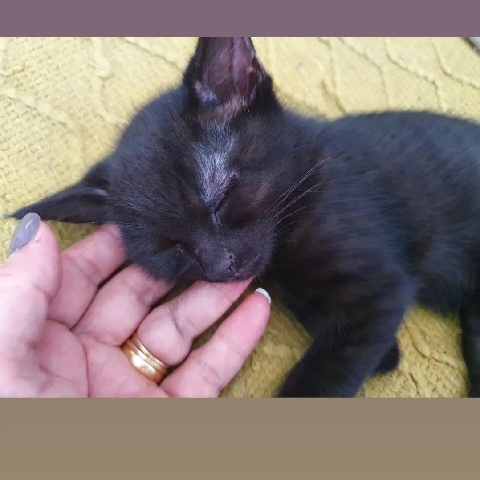 British Shorthair – Beautiful black kittens