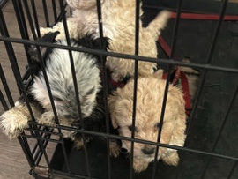 Maltese - Malti Poo/poodle available for adoption in Phoenix