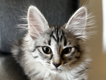 Turkish Angora Boy