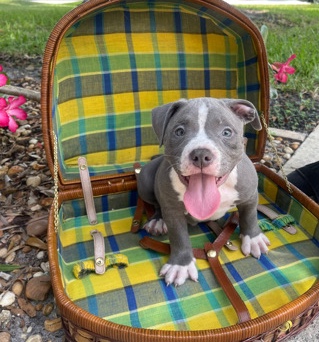 Toy Bulldog – Pocket bully puppy