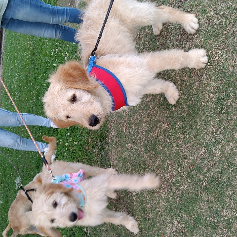 goldendoodles F1