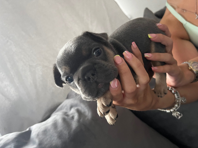 French Bulldog – Small compact French bulldogs Brutus/Gotti 🩸