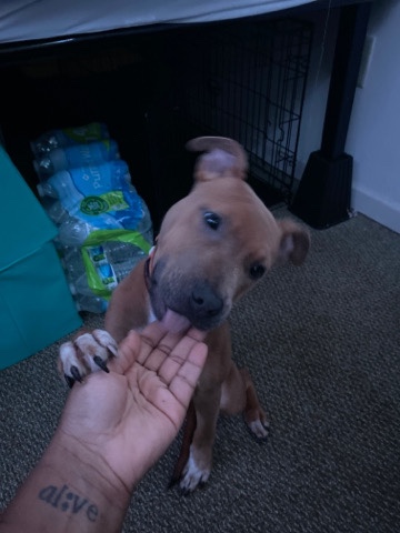 American Pit Bull Terrier – Adorable Energetic Friendly Pitbull