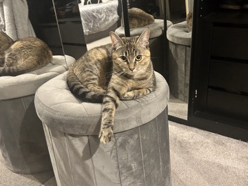 American Shorthair – Female American Shorthair Cat – Bristol