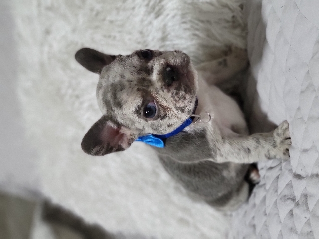 French Bulldog – french bulldog