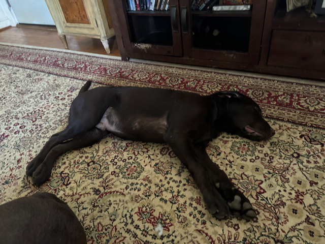Labrador Retriever – Labrador retrievers