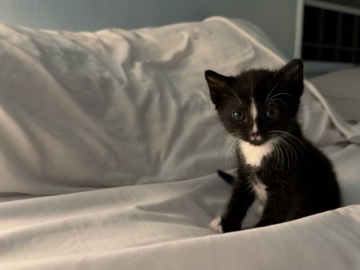 American Shorthair – Luna (Female Kitten) – Los Angeles