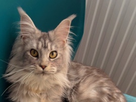 🐾 Maine Coon à adopter Rohie 