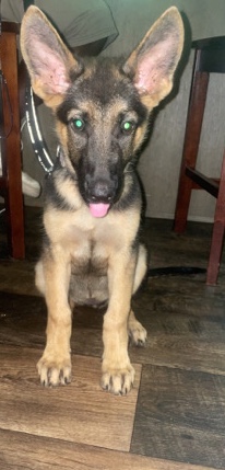 German Shepherd – German shepherd, purebred