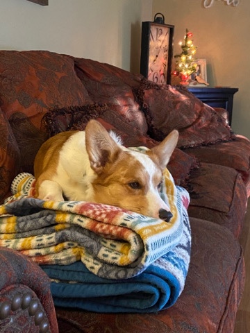 Cowboy Corgi (male)