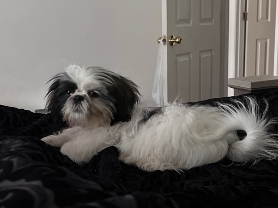 Shih Tzu – Loving Legand
