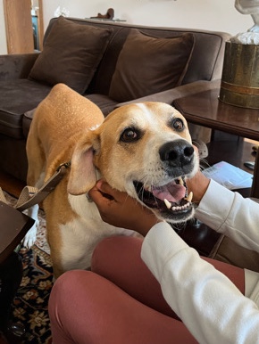 Buddy’s owner is too elderly to care for him