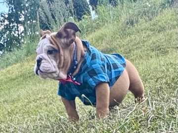 Bulldog – adorable