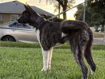 American Akita