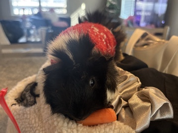 Guinea Pig – Wilmington