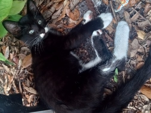 gorgeous tuxedo kitten