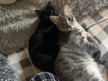 American Shorthair – Loving mother & son duo – McKinney