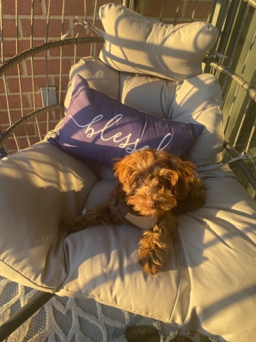 Havanese – Havapoo Pup for Sale