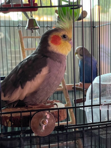 Cockatiel – Cocktail & 2 Parakeets