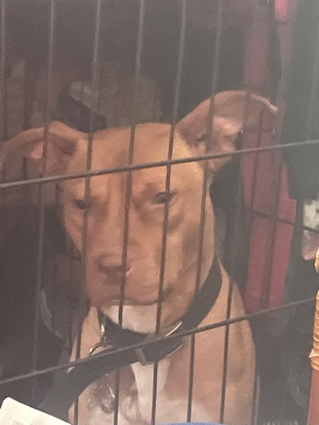 American Pit Bull Terrier – Meet Nala