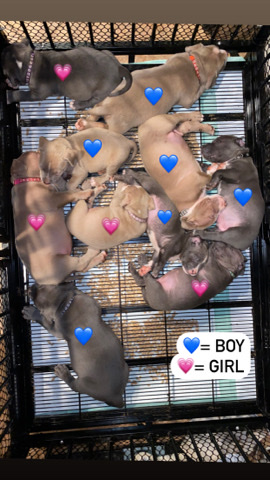 American Pit Bull Terrier – XL American Bully Puppies