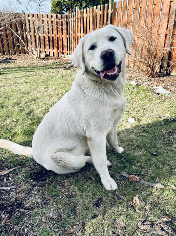 Labrador Retriever – English Labrador Retriever