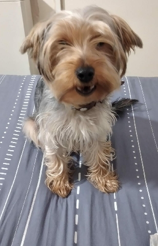 Yorkshire Terrier – i want to sale my lovely yorkshire terrier,