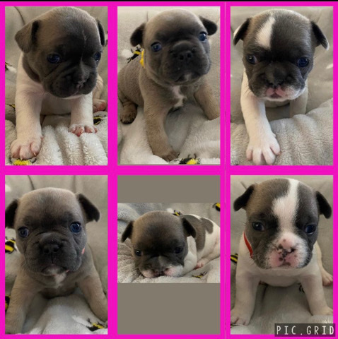 French Bulldog – stunning french bulldog puppies