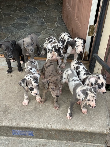 Great Dane – pups