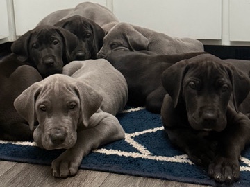 AKC Great Dane Puppies