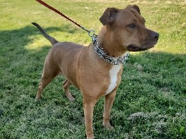American Staffordshire Terrier – American Staff/Doberman Mix