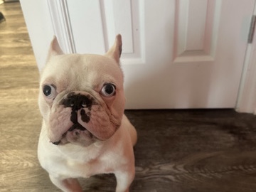 French Bulldog – French bulldog – Newfield