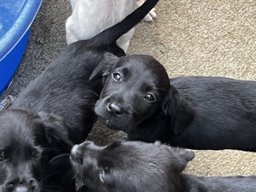 Labrador Retriever – lab pups – Shrewsbury