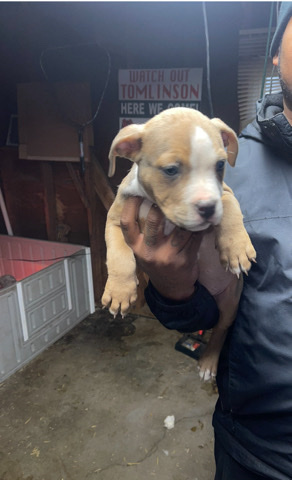 American Bulldog – bully’s