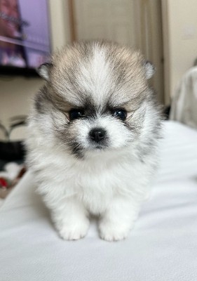 Pomeranian – Adorable Spitz Puppies Ready for New Homes – Vinings