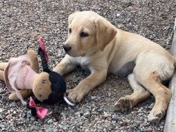 Labrador Retriever – Rehoming AKC Lab Retriever Puppy Due to Allergy – Phoenix
