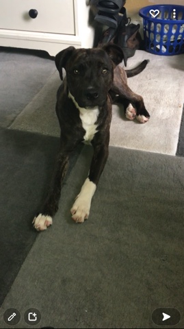 American Staffordshire Terrier – amstaff x